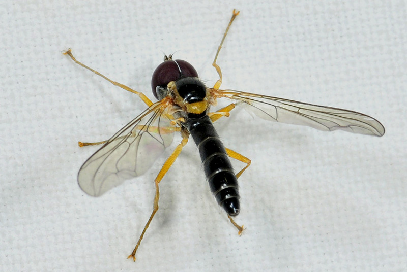 Pipunculidae ?